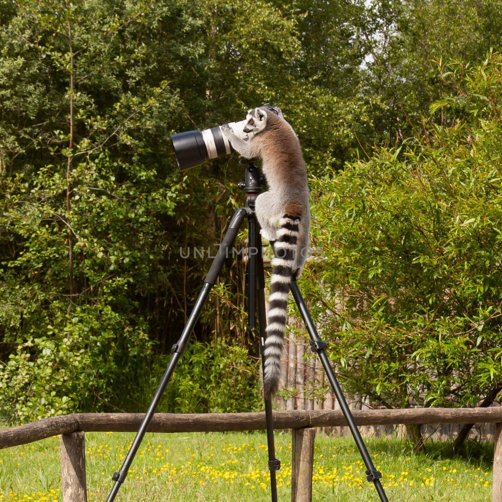 Ring-tailed lemur in captivity, sitting on a photographers tripod