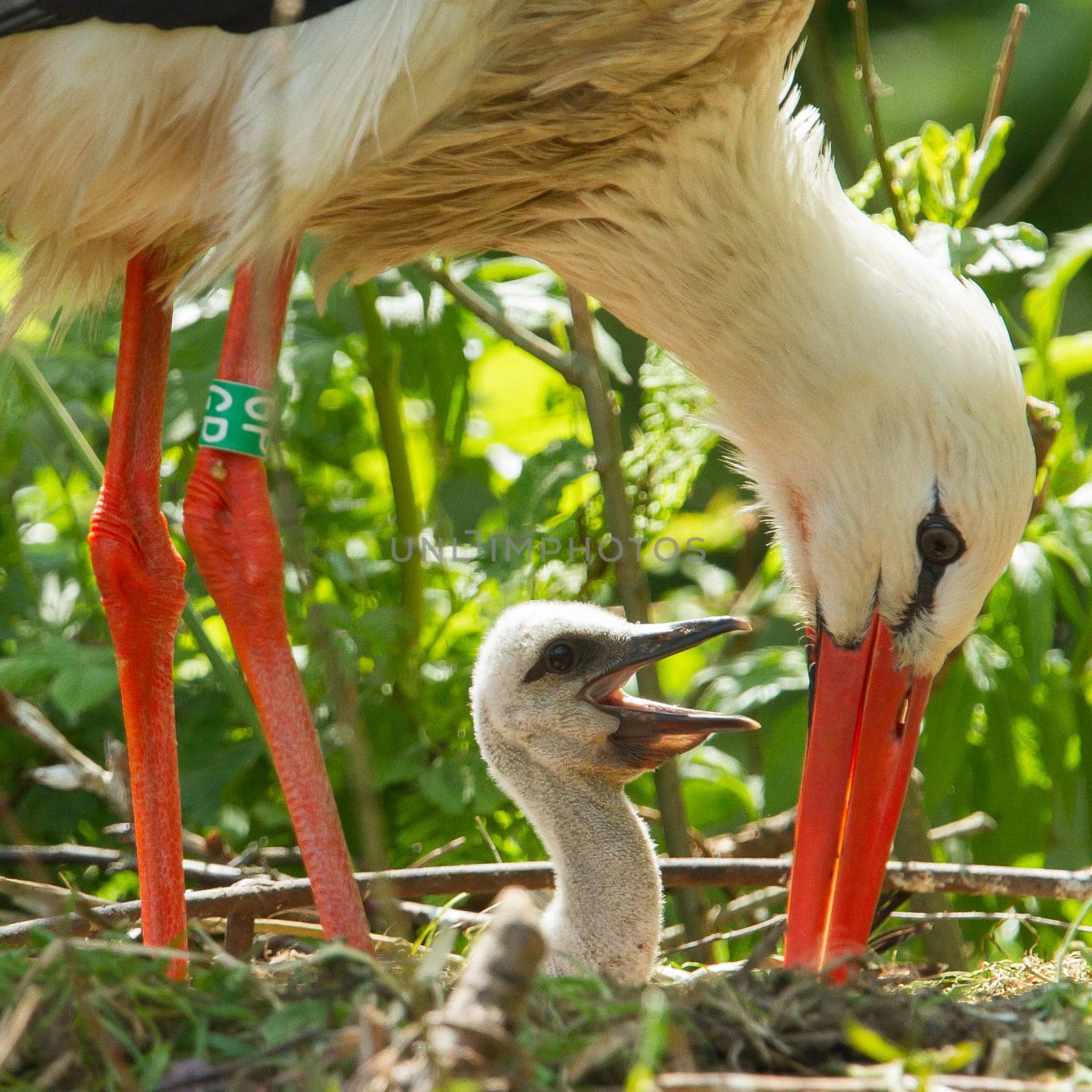 Young stork on it's nest (zoo, Holland)