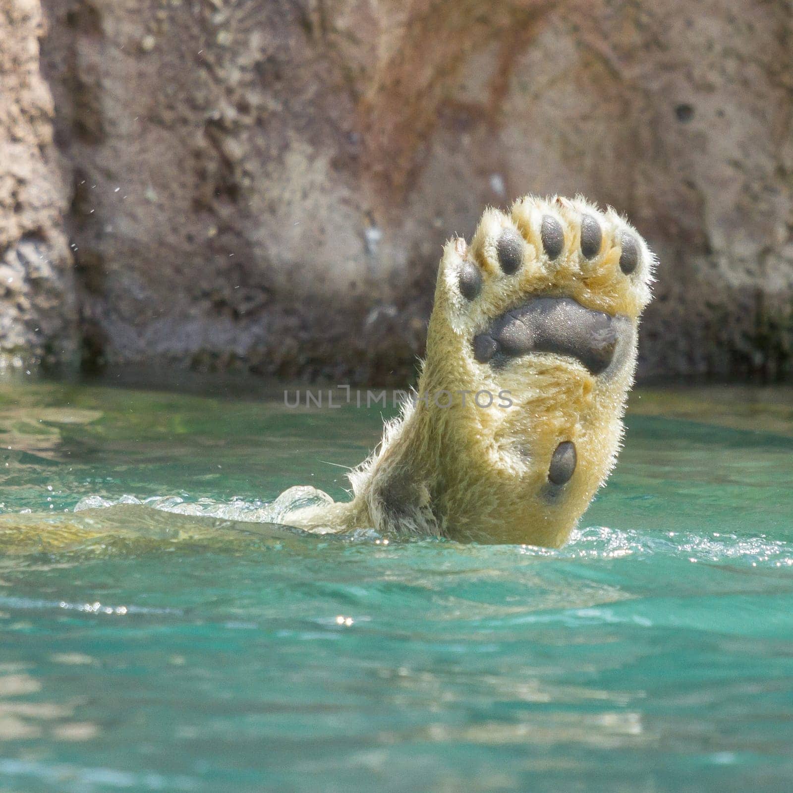 Close-up of a polarbear (icebear) in capticity (Holland)