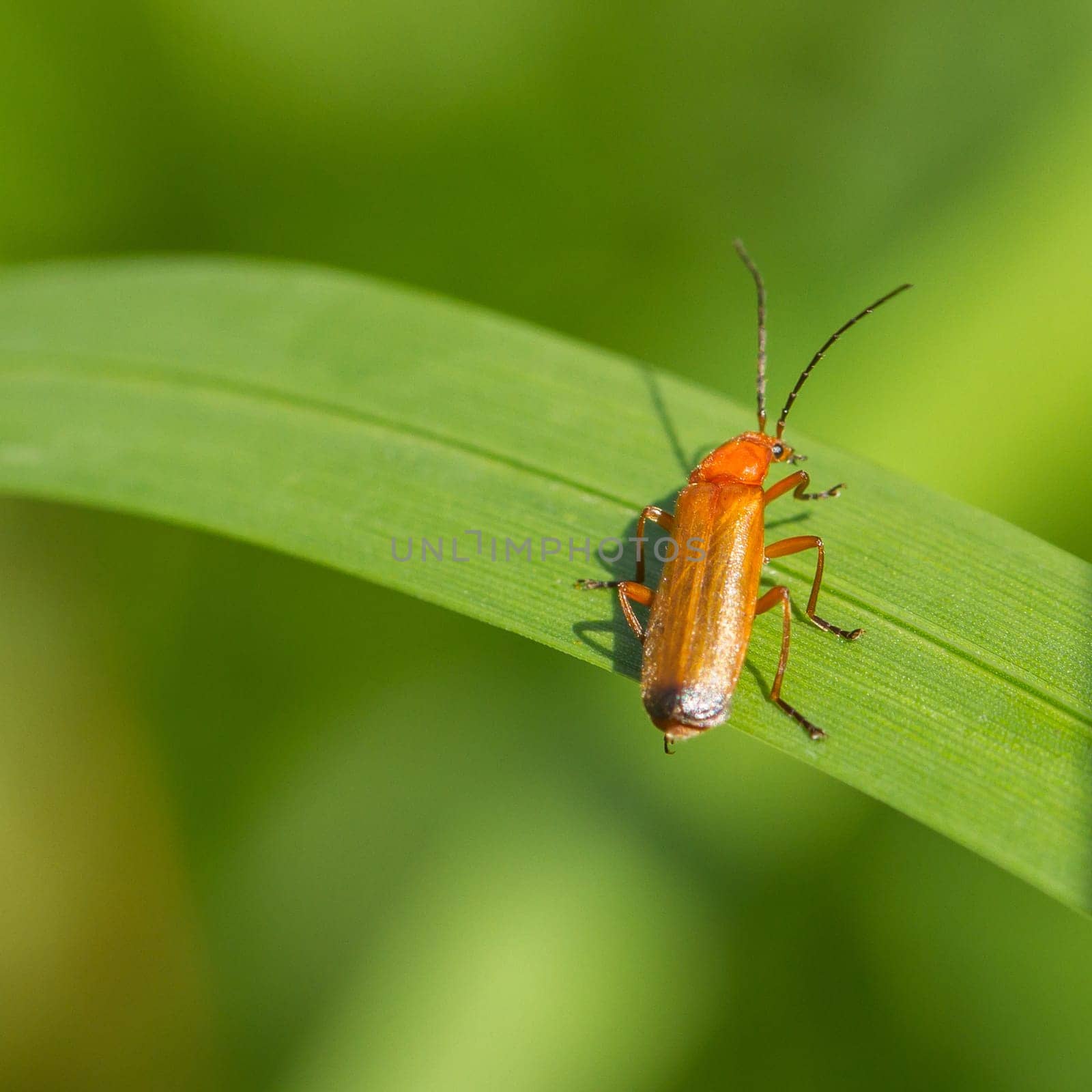 Beetle Rhagonycha fulva on grass