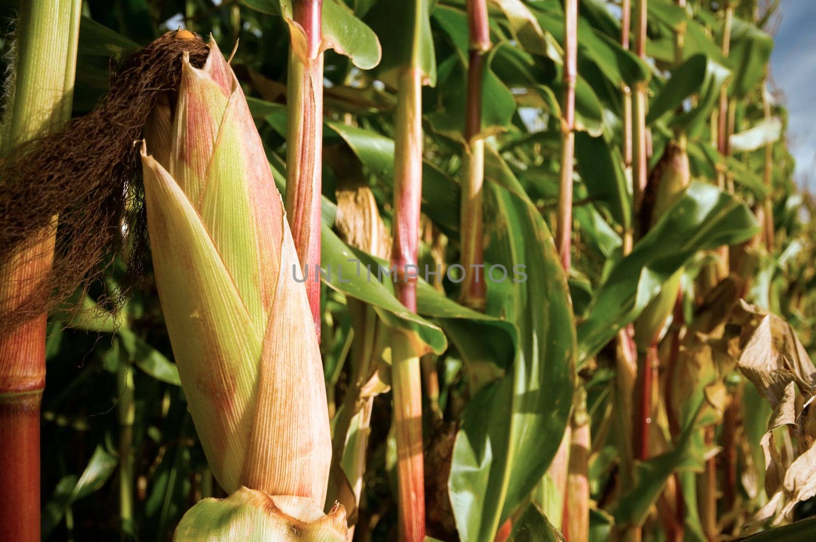 single closed corn cob on mother plant