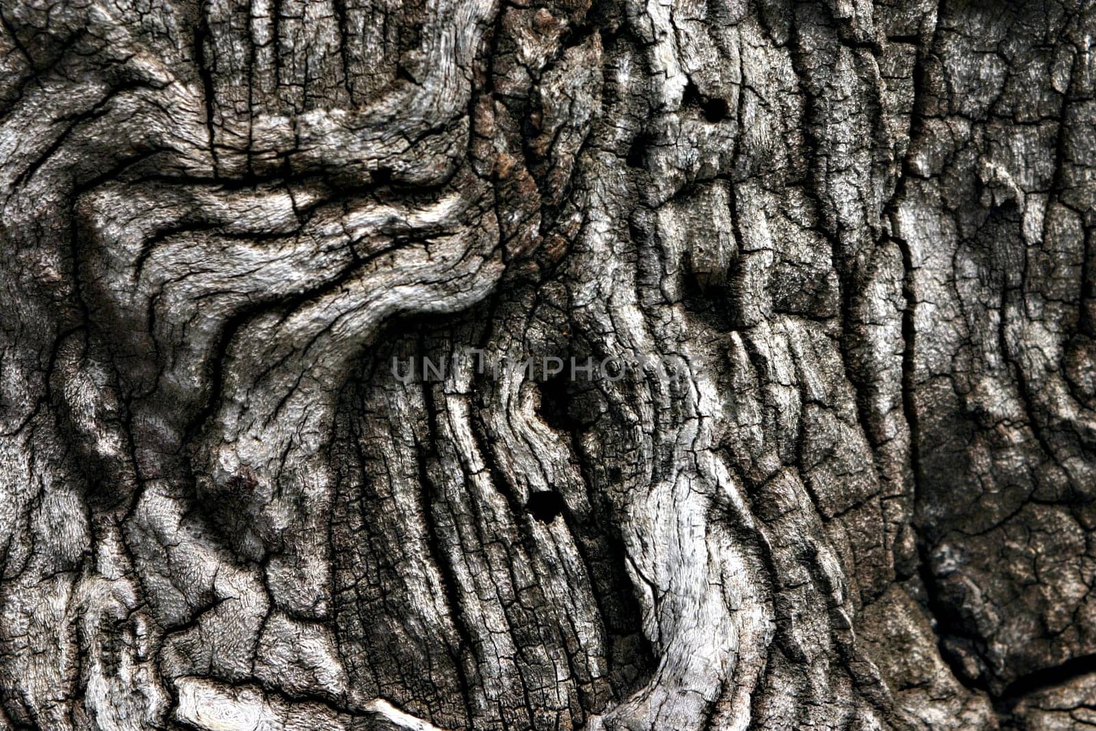 The bark of the trees creates incredible patterns