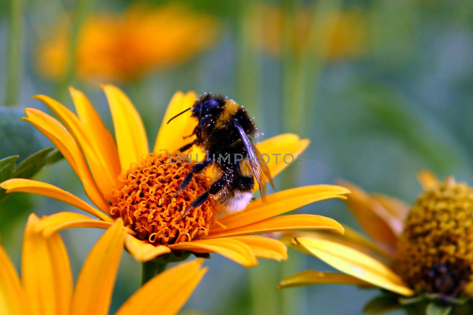 The bumble-bee is flying on a yellow daisy to suck the pollen