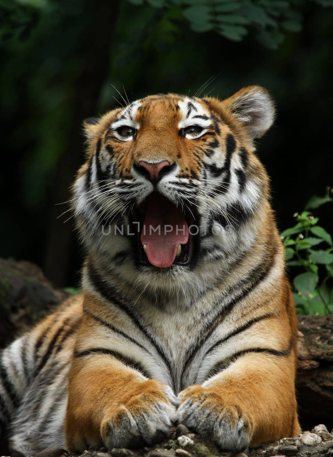 Siberian tiger