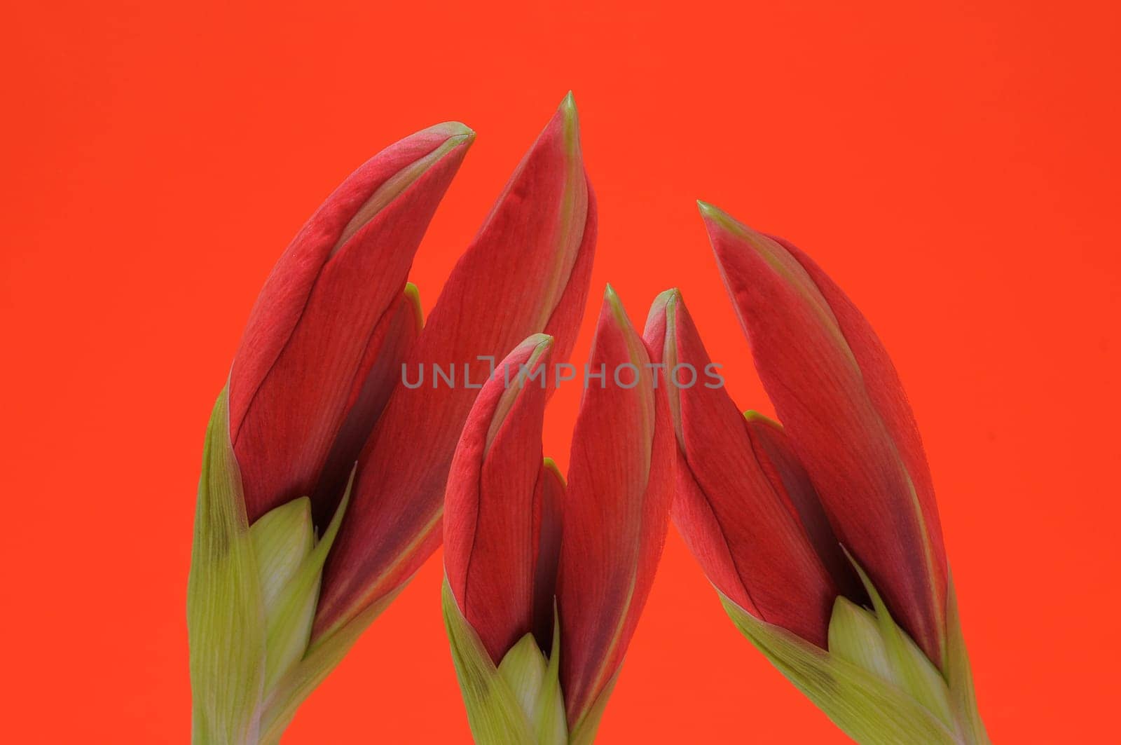 Amaryllis