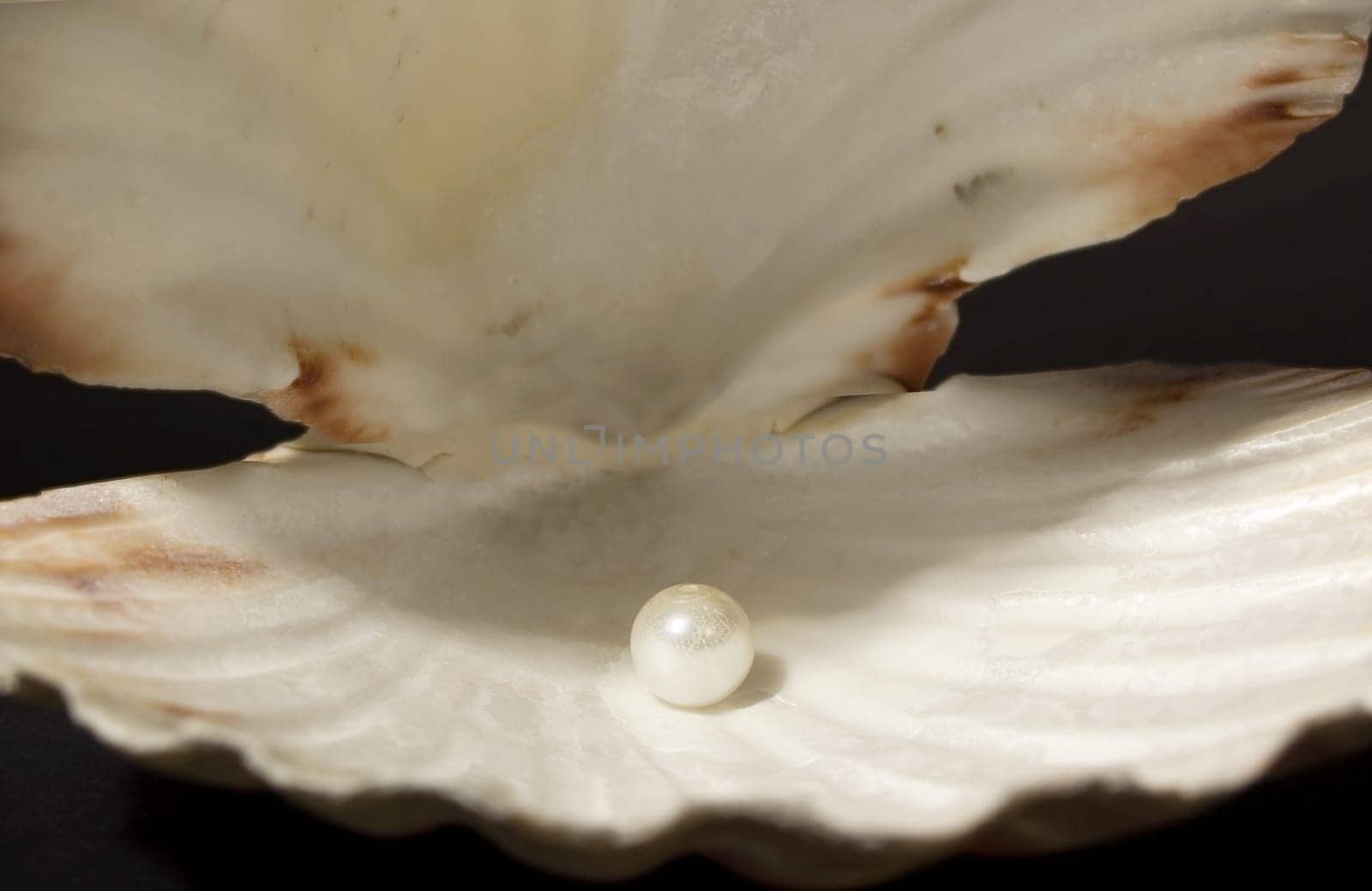 Scallop Shell with Pearl inside