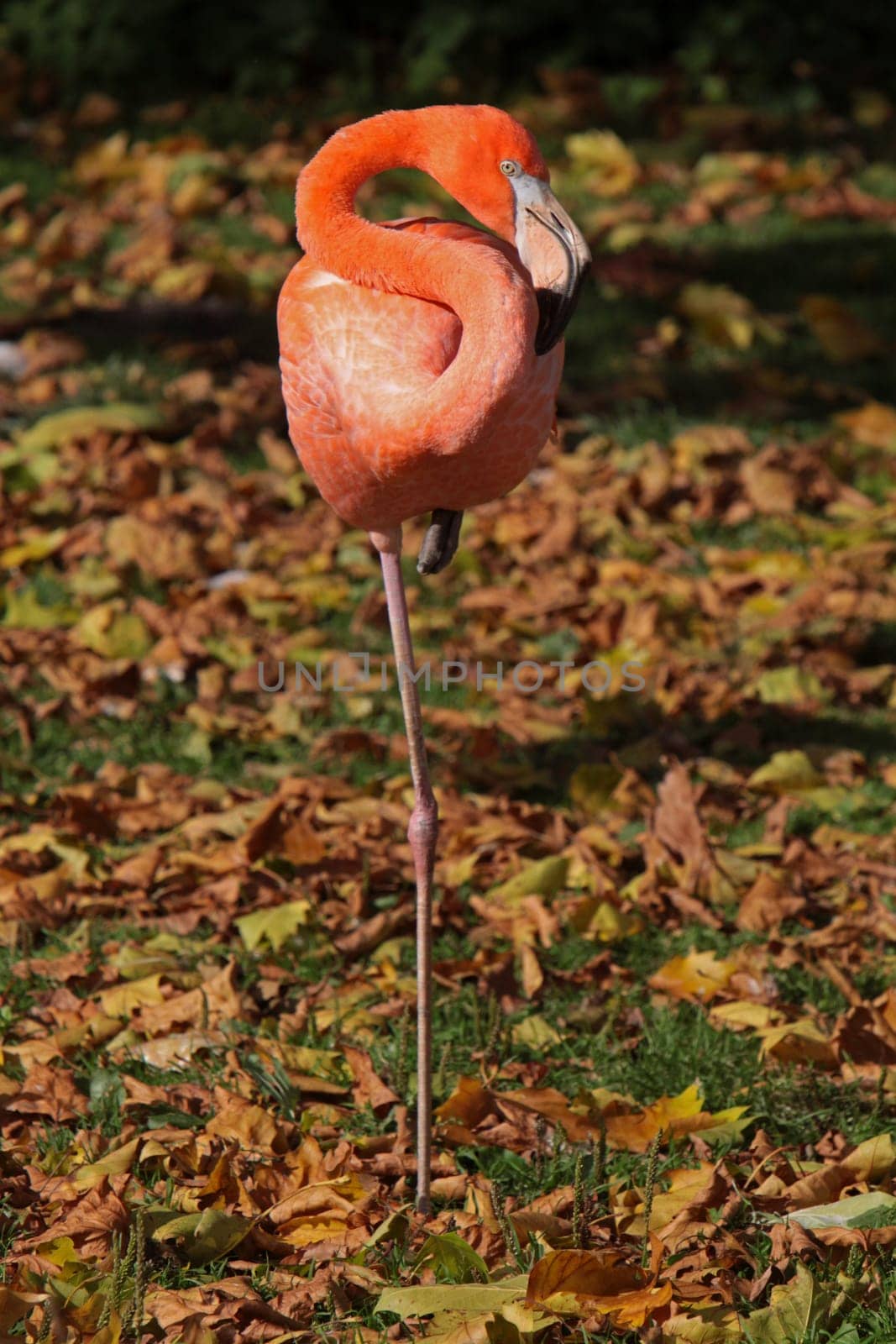 Chilean flamingo