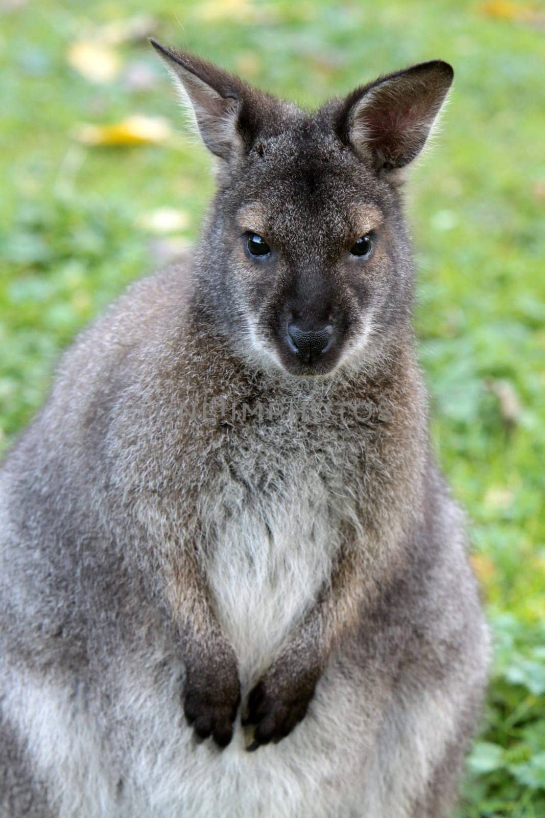 Bennett Kangaroo