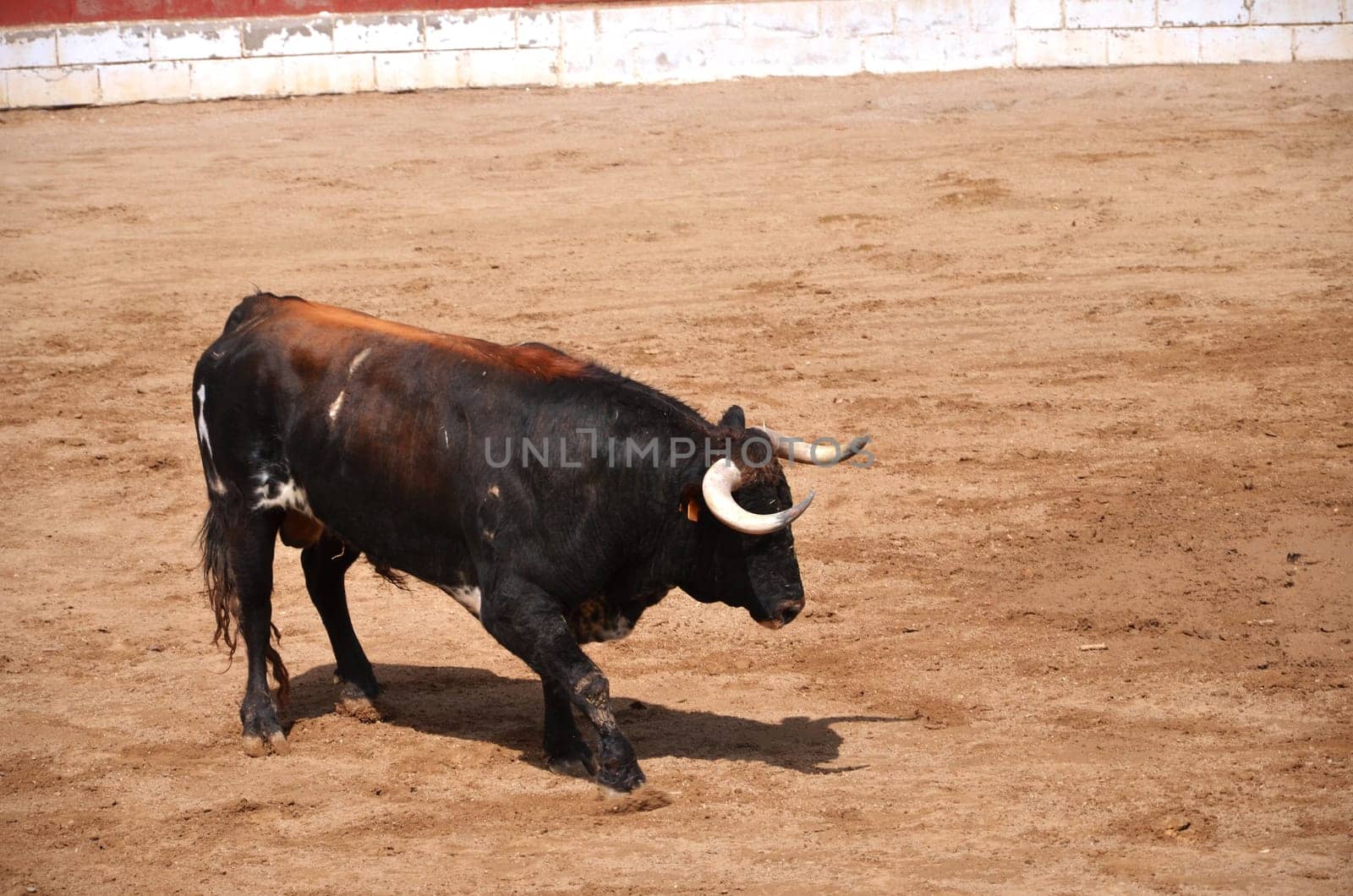 Spanish bull on a bullring