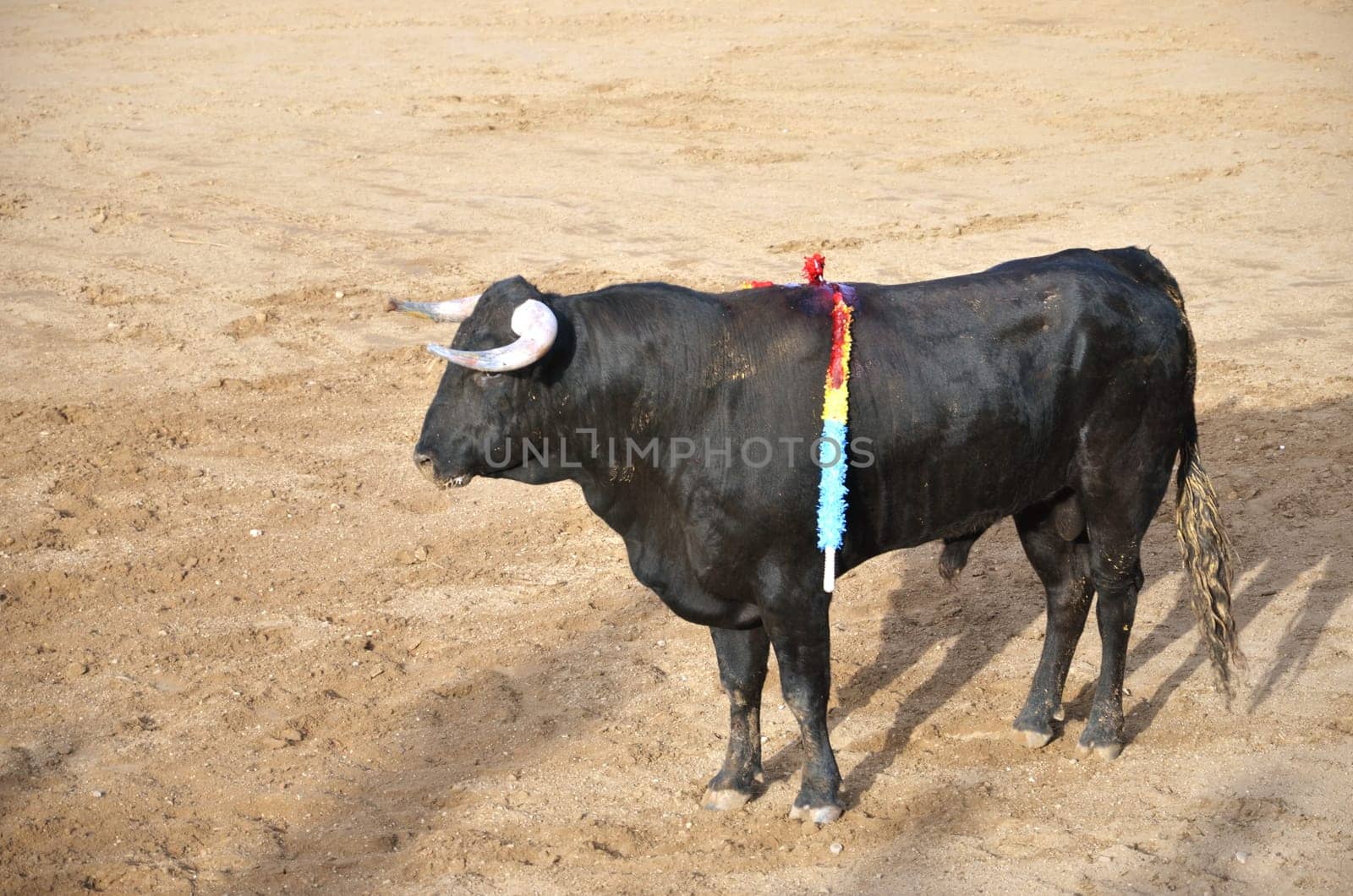 Spanish bull on a bullring