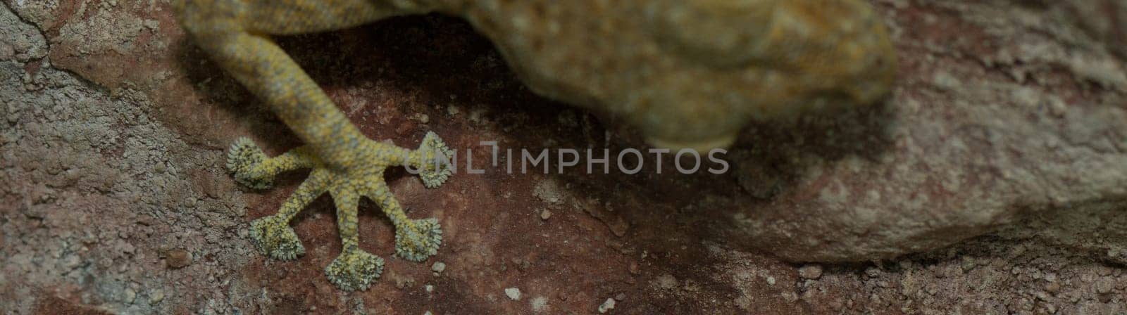 foot of a fan fingered gecko hanging on wall (ptyodactylus hasselquistii)