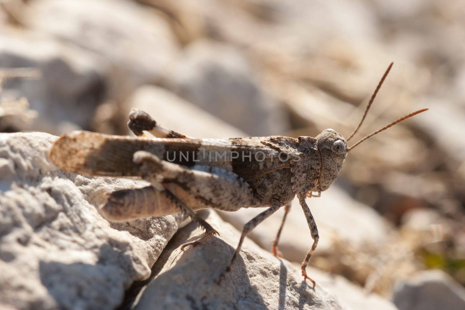 Brown locust close up full body side view (Oedipoda carulescens)