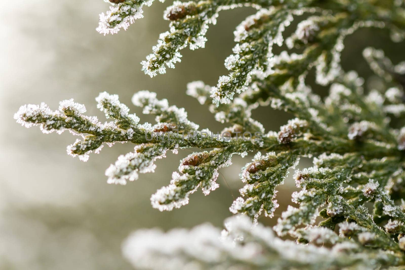 white hoarfrost crystal on green thuja twig
