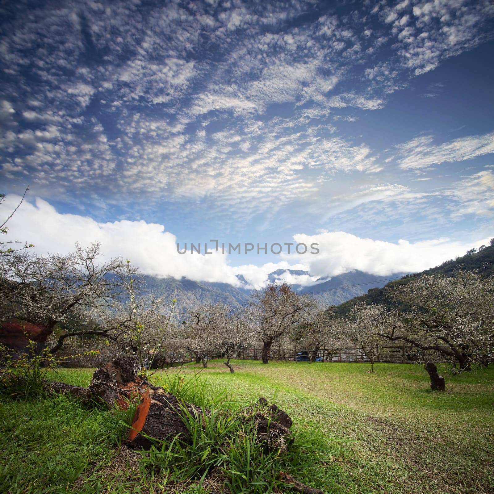 Spring background with plum flowers on black