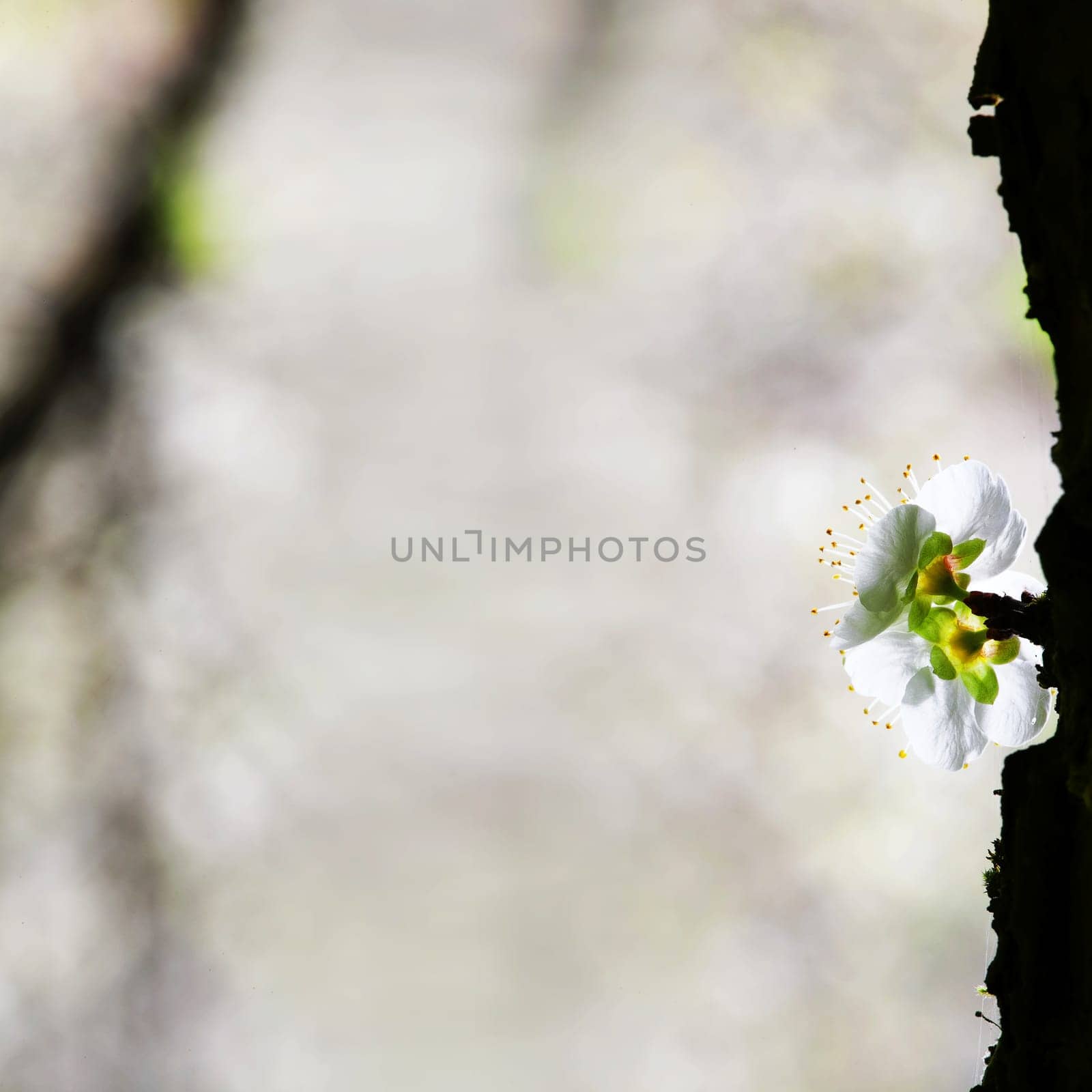 Spring background with plum flowers on black