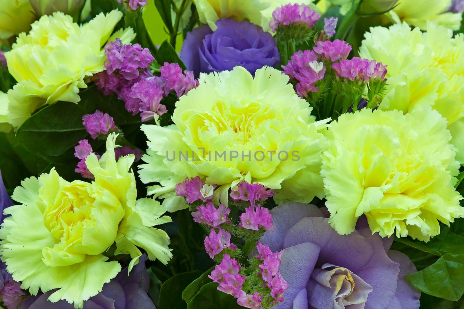 Eustoma flowers with nice background color