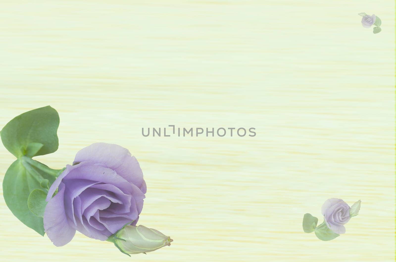 Eustoma flowers with nice background color