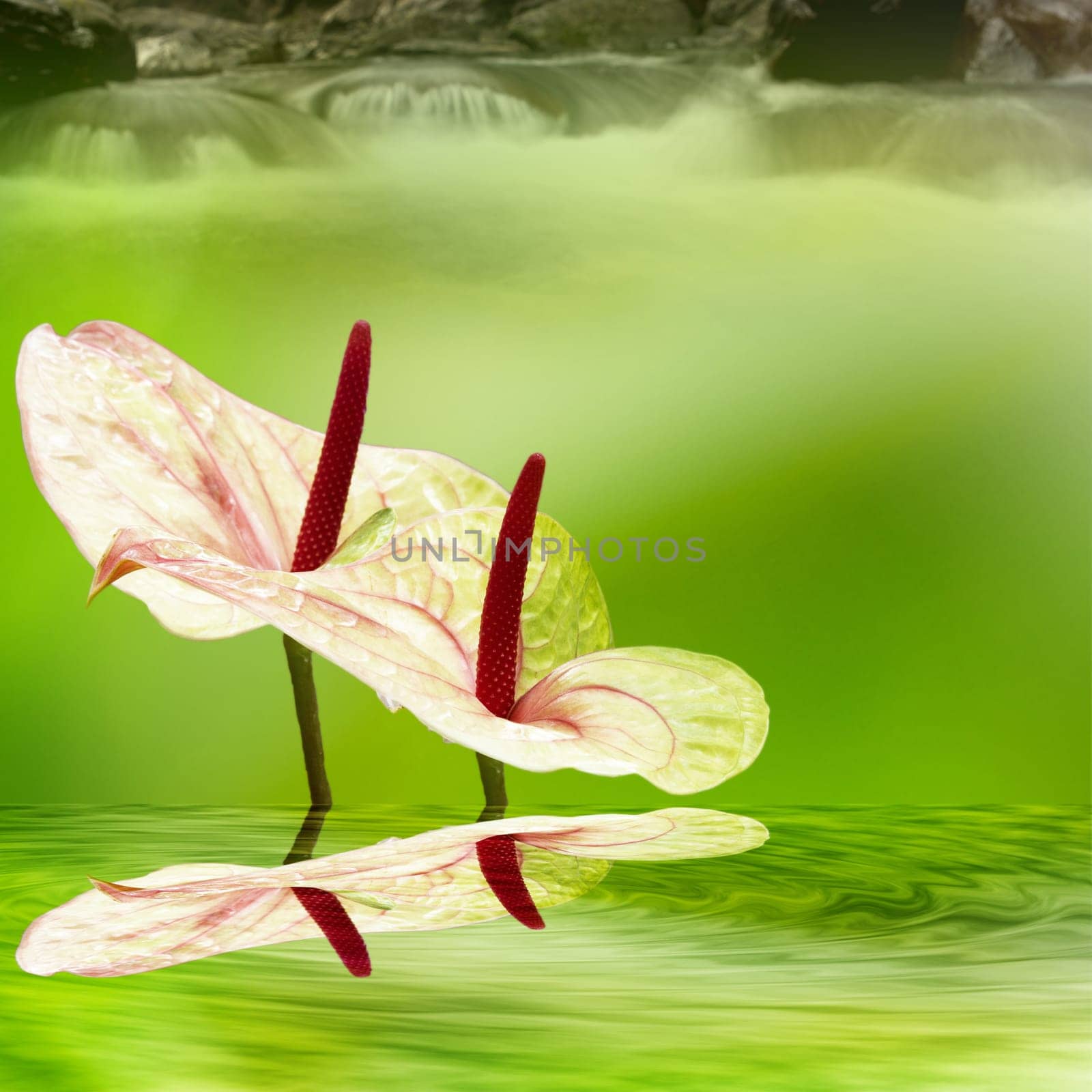 flamingo lily with nice background for adv or others purpose use
