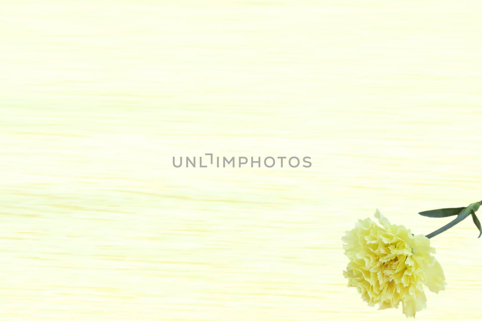 Yeloow Carnation Dianthus caryophyllus flowers with nice background color