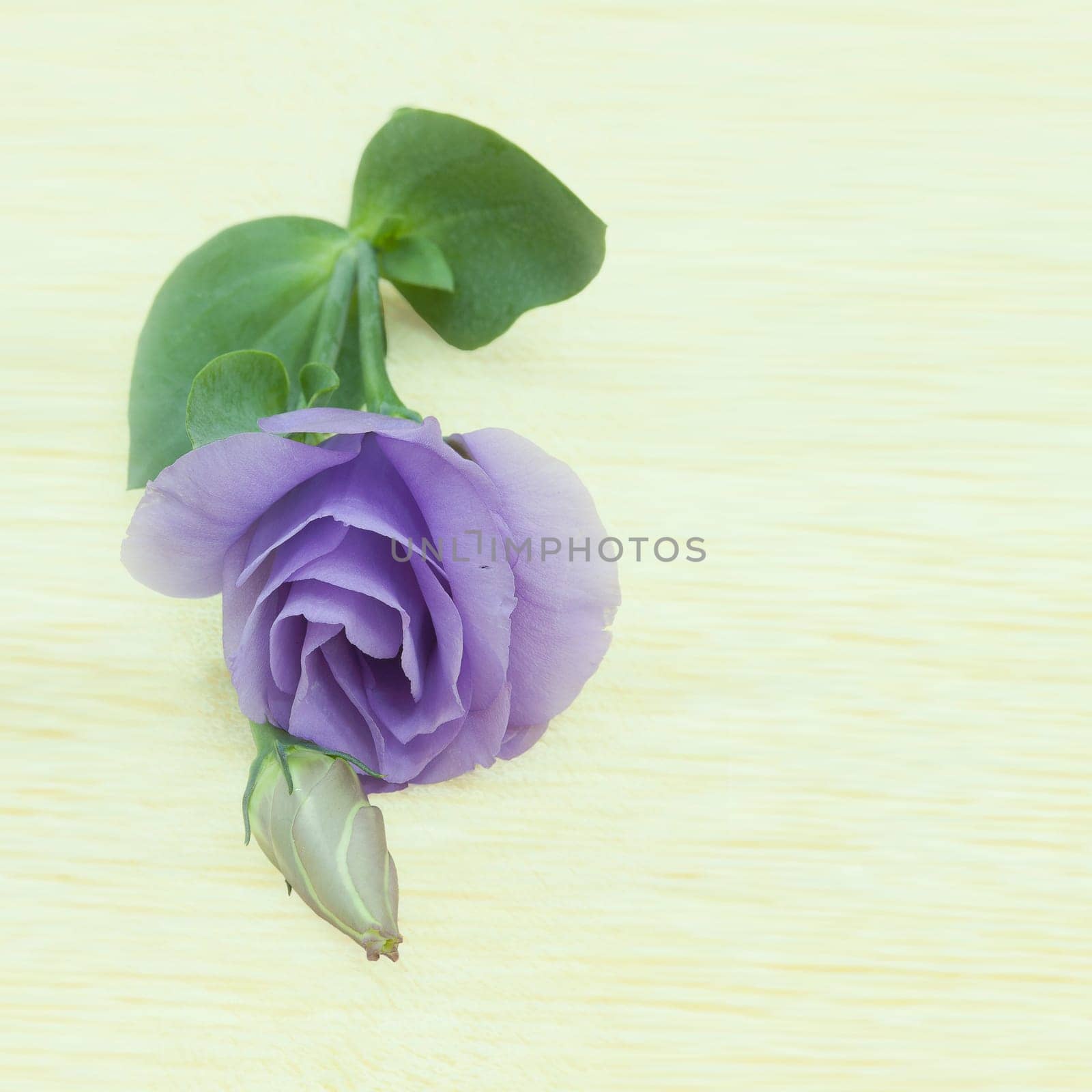 Eustoma flowers with nice background color
