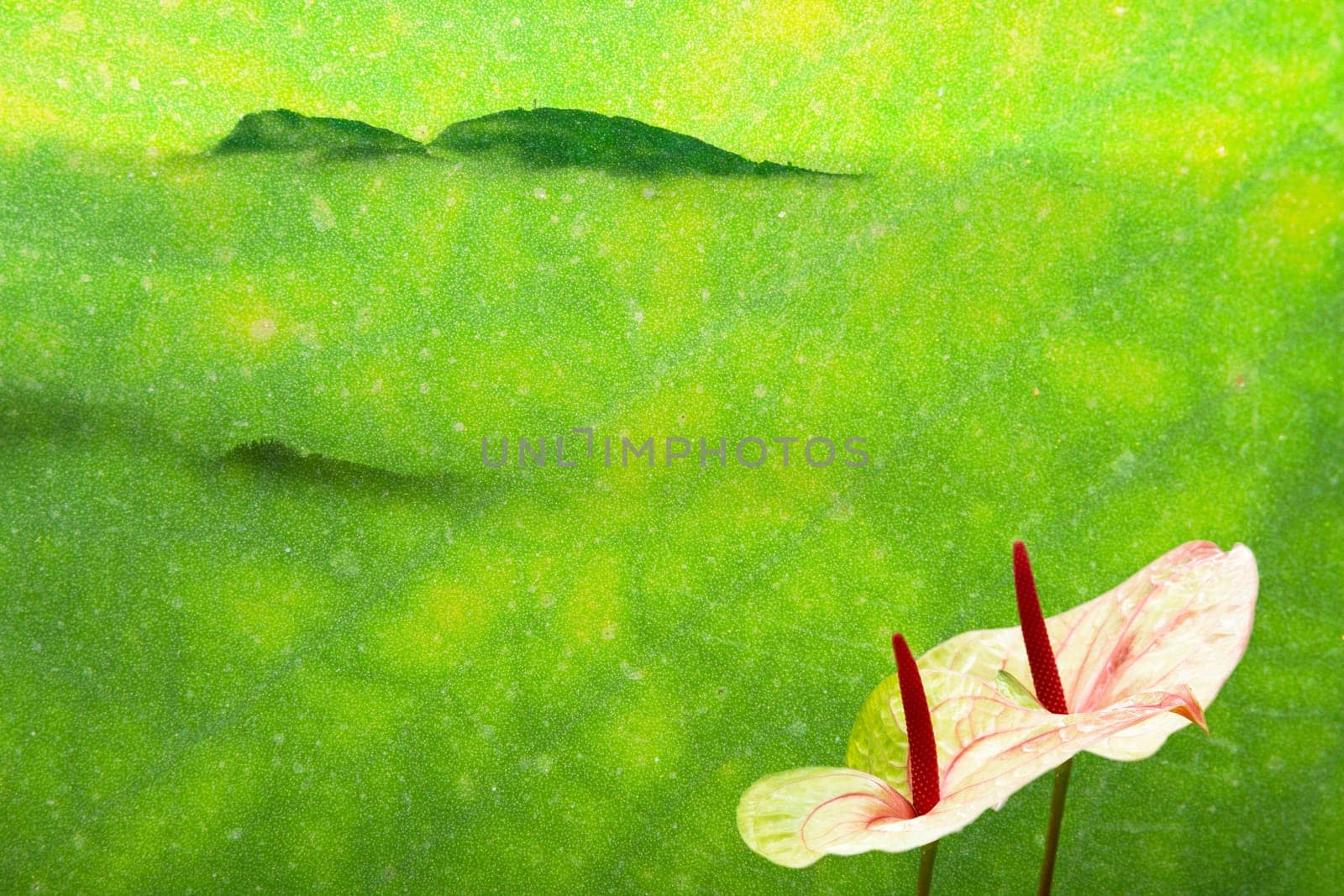 flamingo lily with nice background for adv or others purpose use