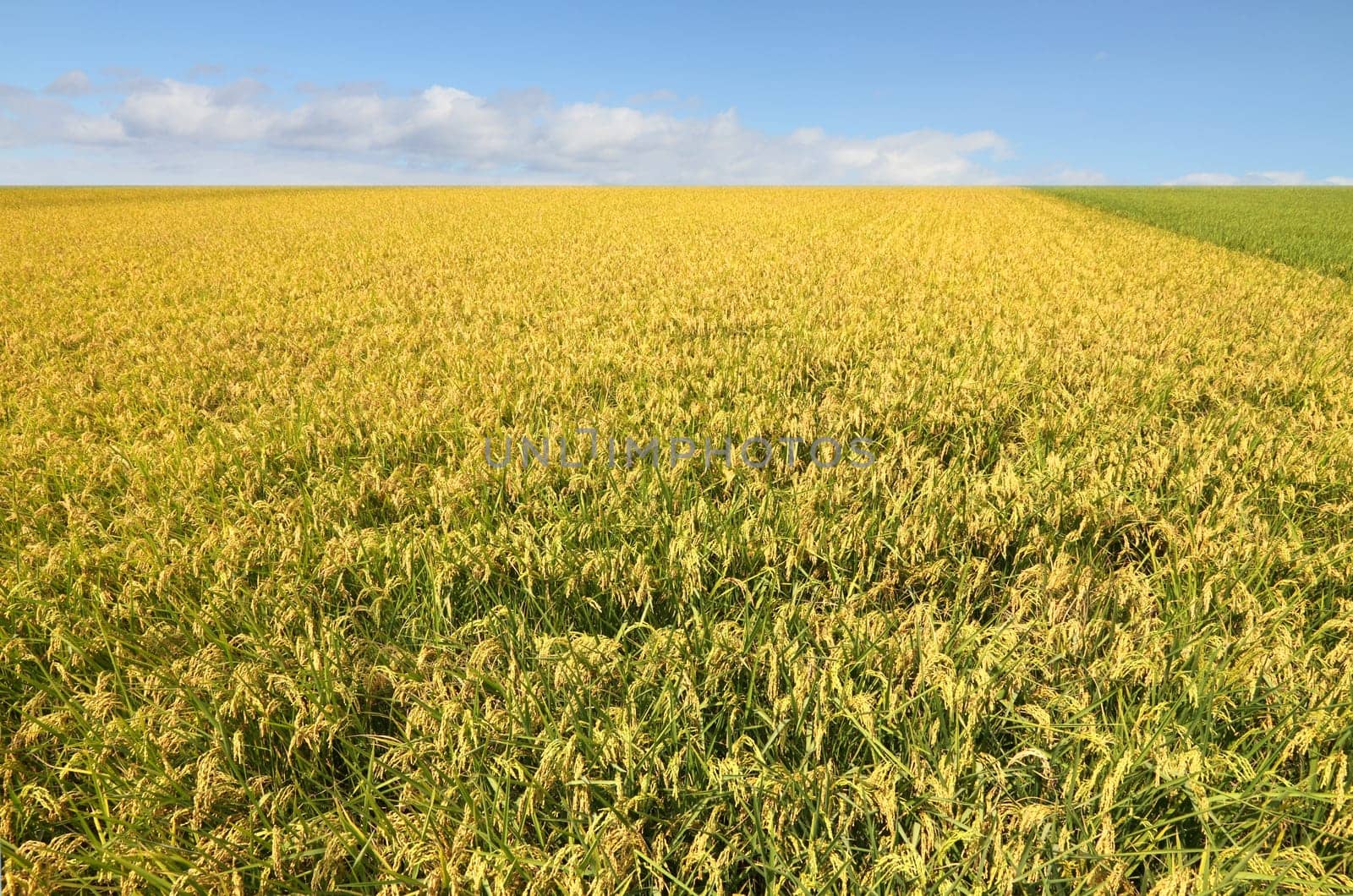Rice field in Asia