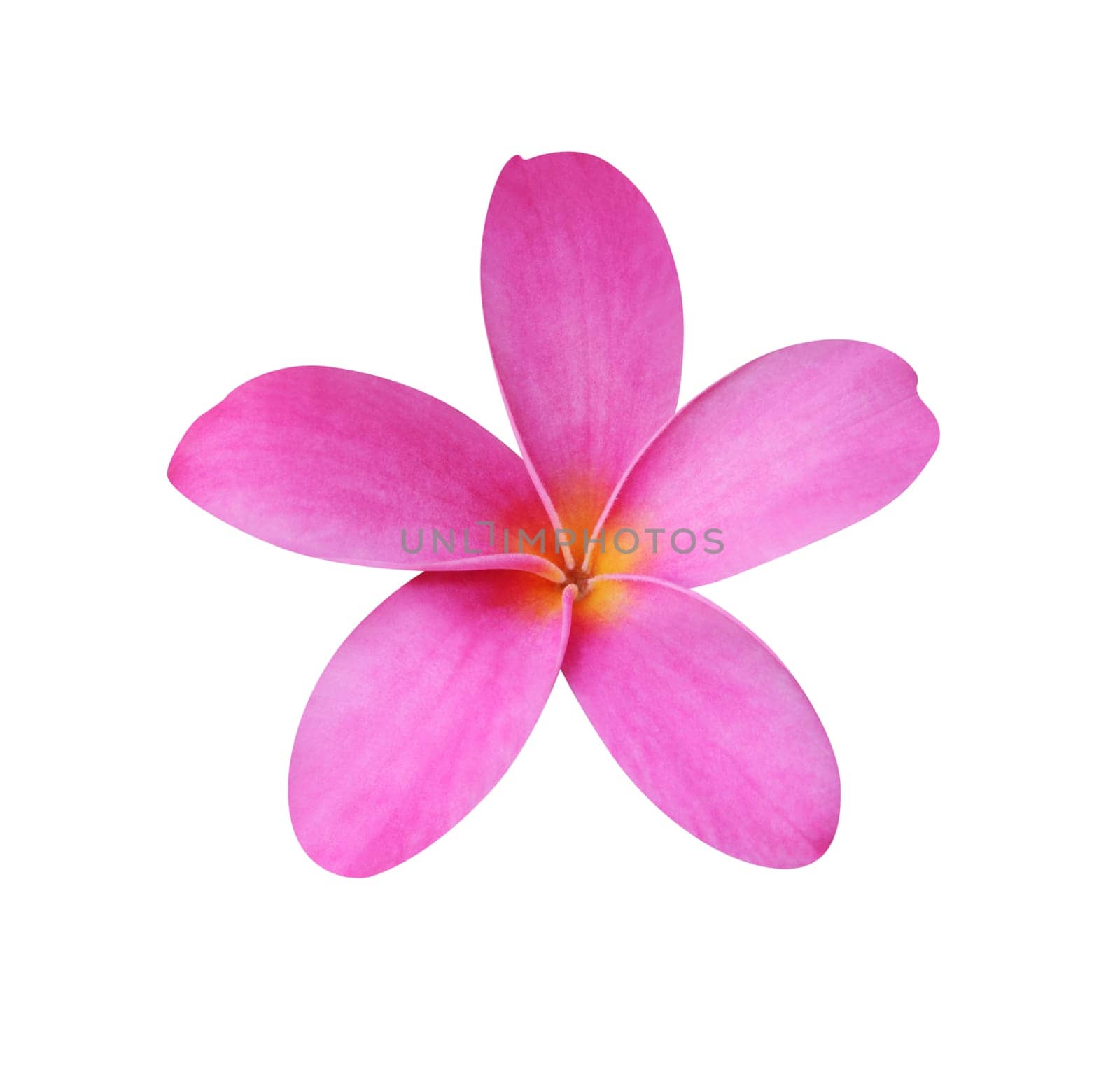 Frangipani (plumeria) flower isolated on white – clipping path included