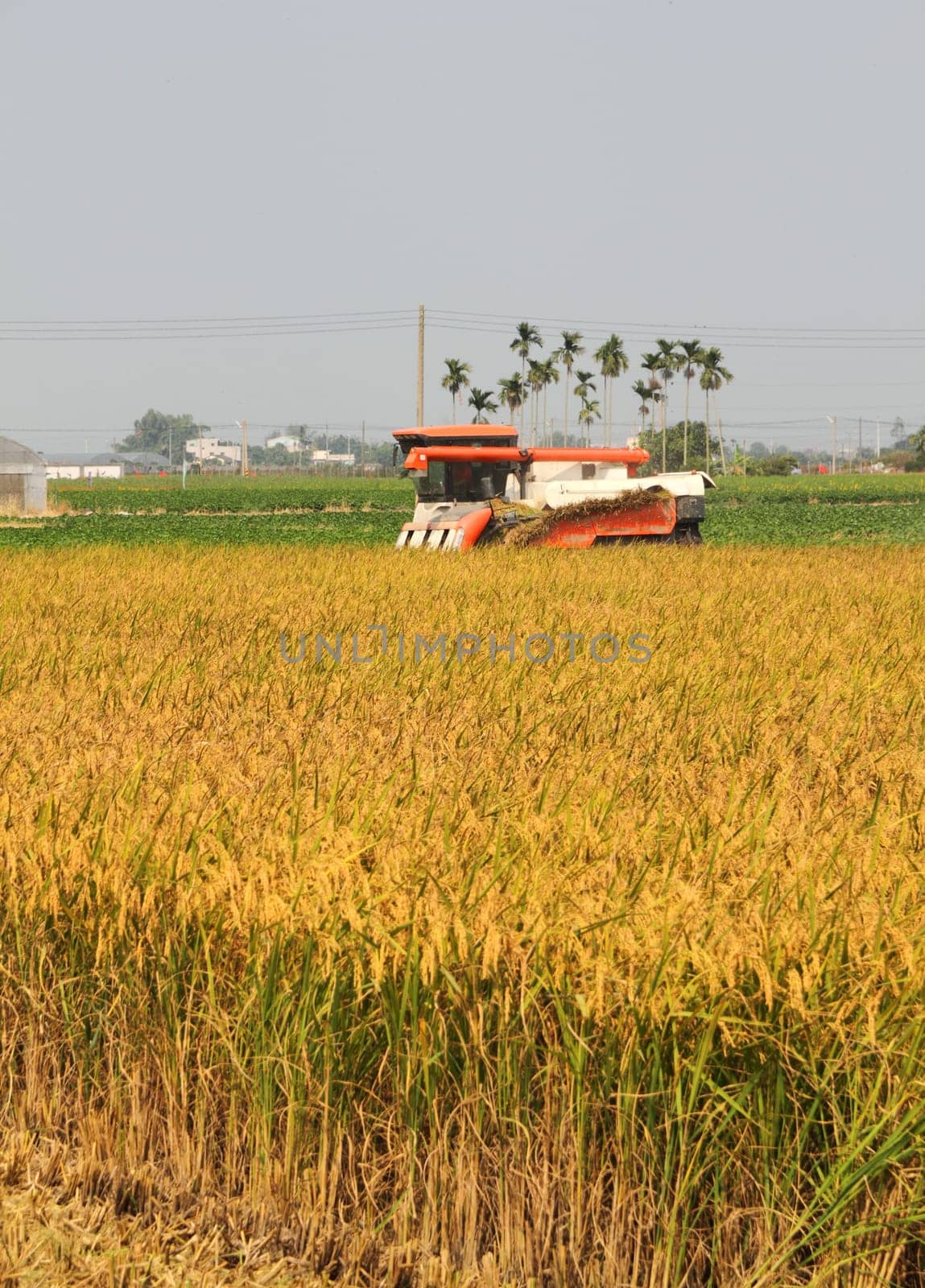 Rice harvester