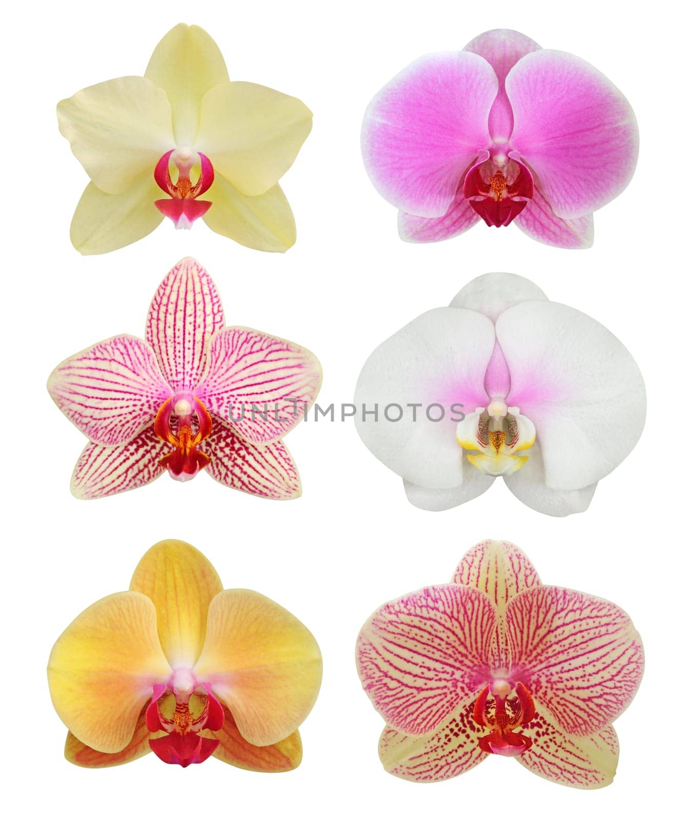 orchid isolated on white background