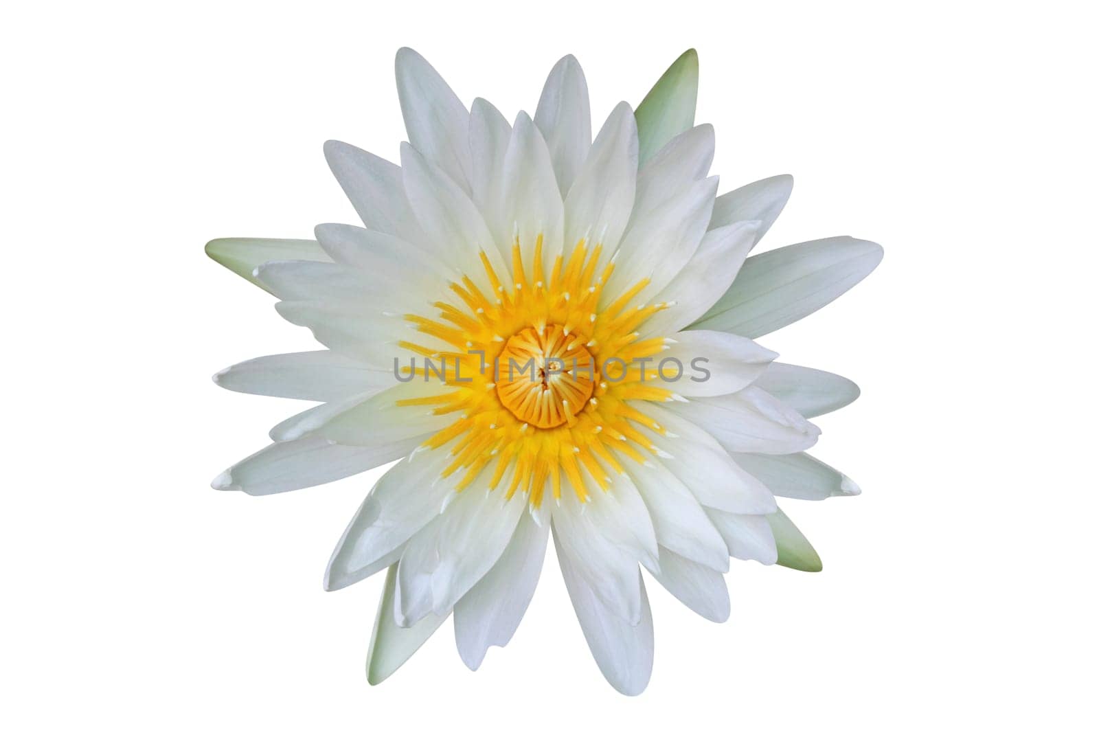 Waterlily isolated on white (clipping path included)