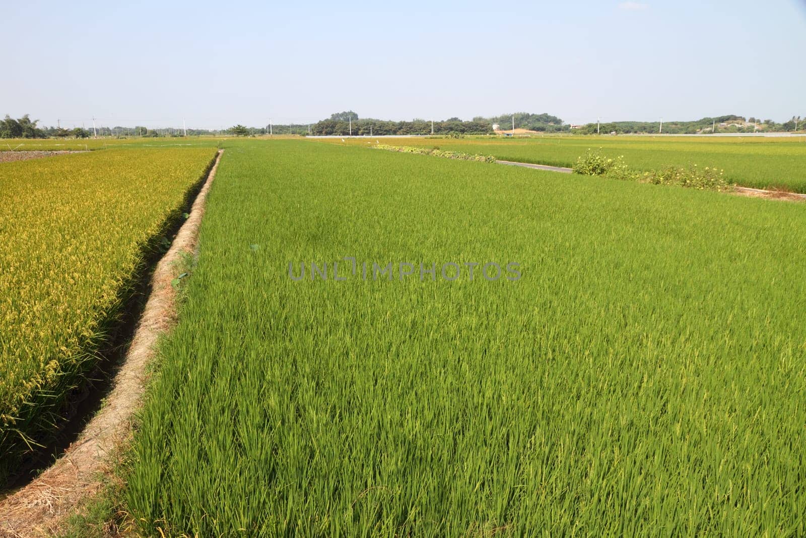 Rice field in Asia