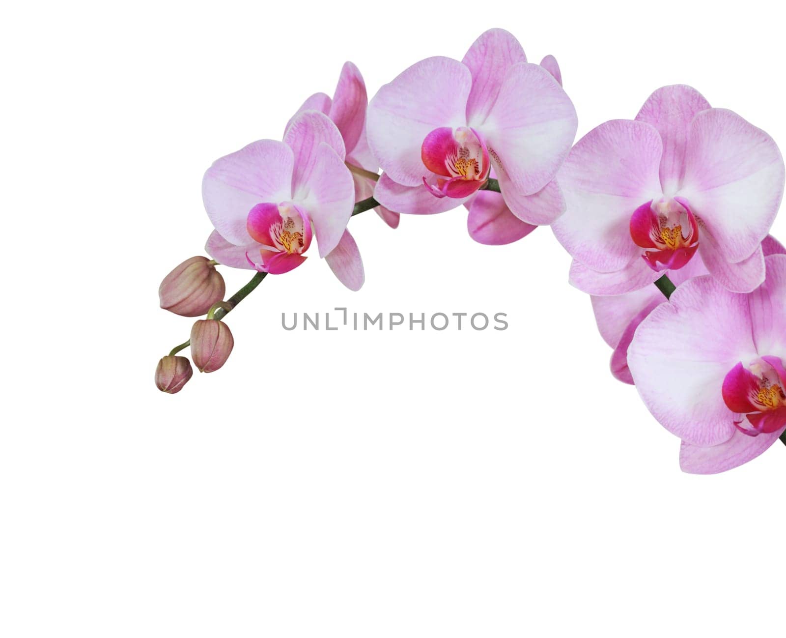 orchid isolated on white background