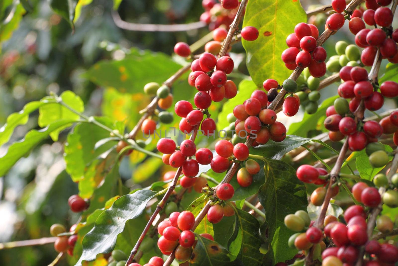 coffee tree