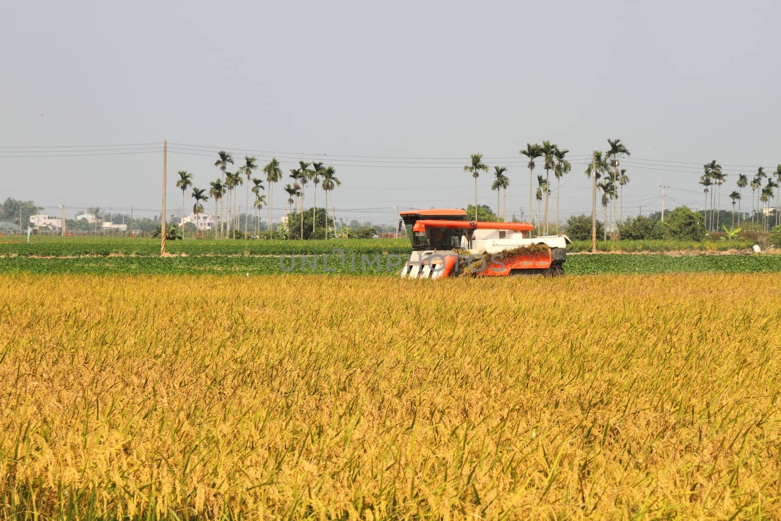 Rice harvester