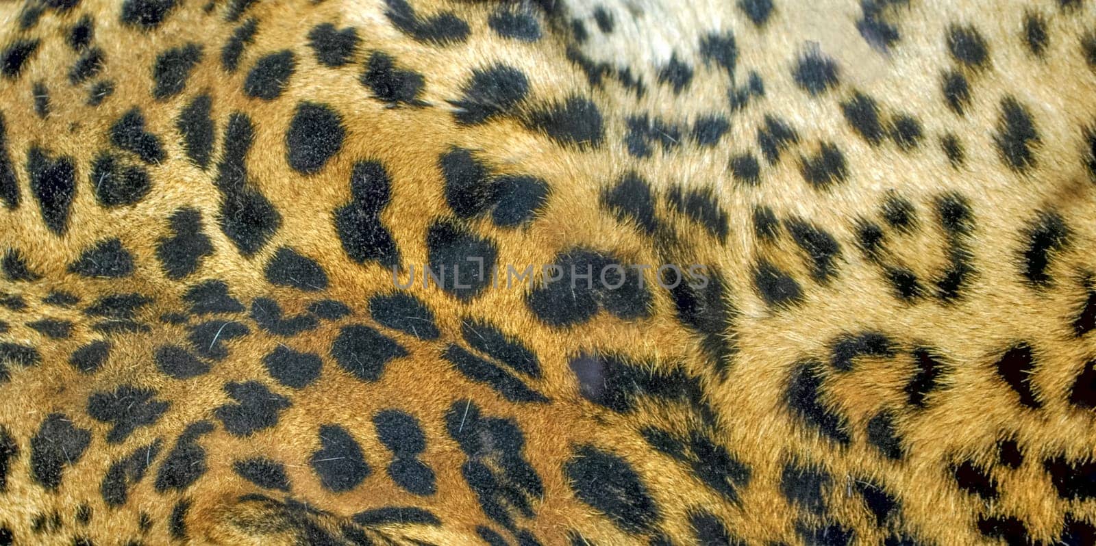 Leopard or Panthera Pardus of the Felidae family - useful as a background