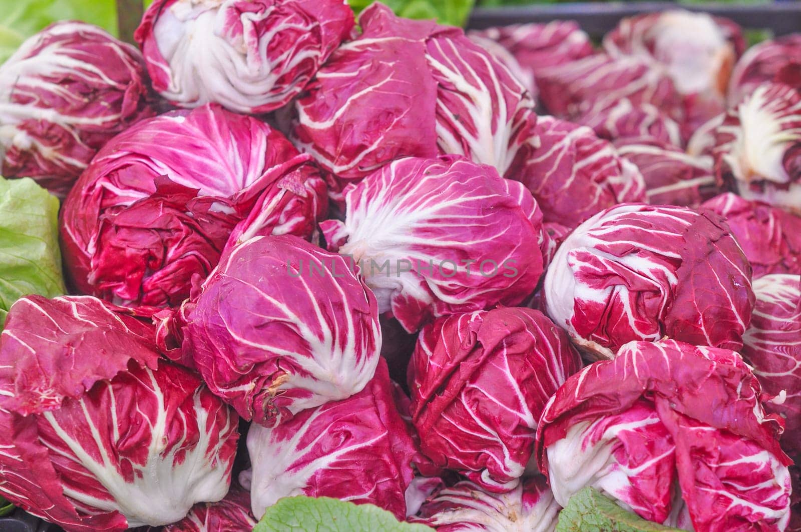 Red salad edible leaf lettuce vegetable food