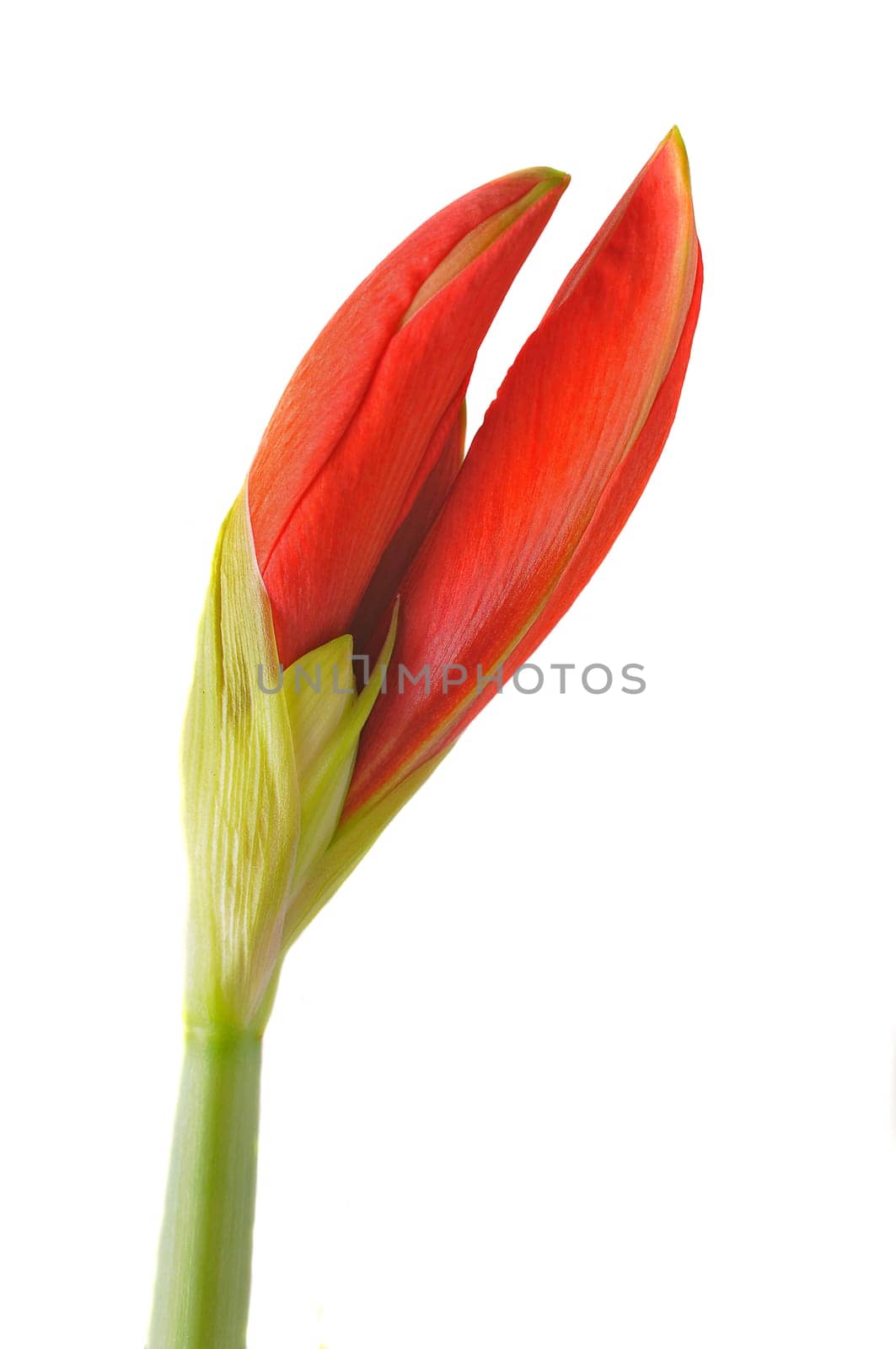 Amaryllis