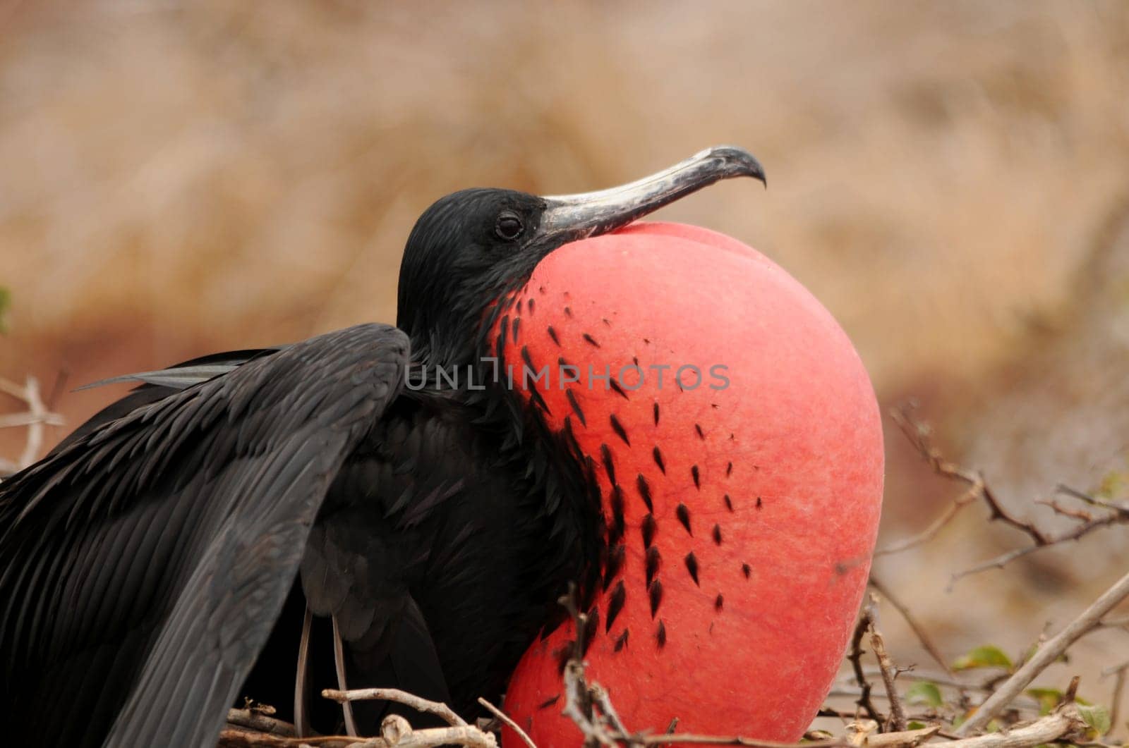 Frigate bird courting...