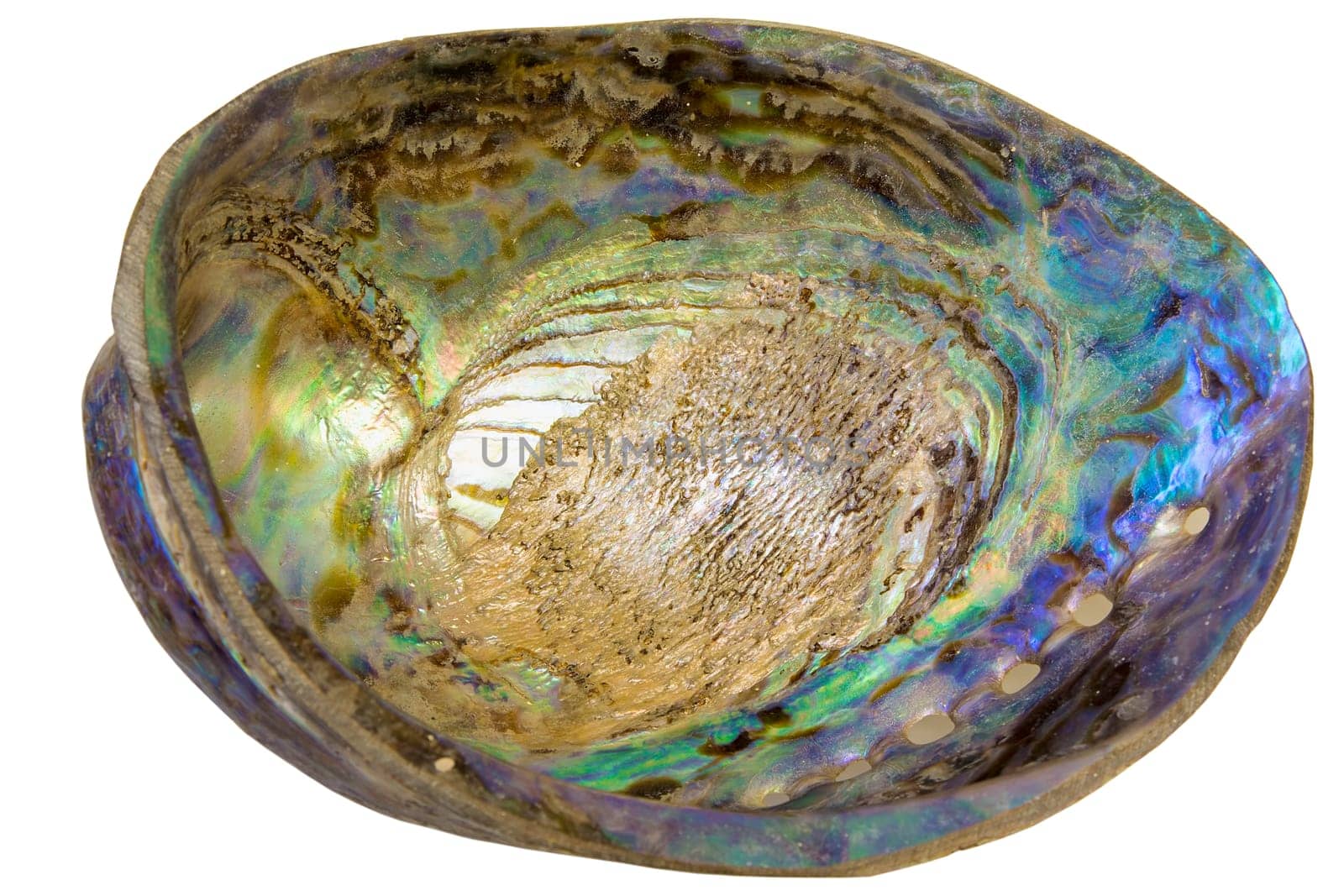 Paua Abalone Shell Inside Closeup Isolated on White Background
