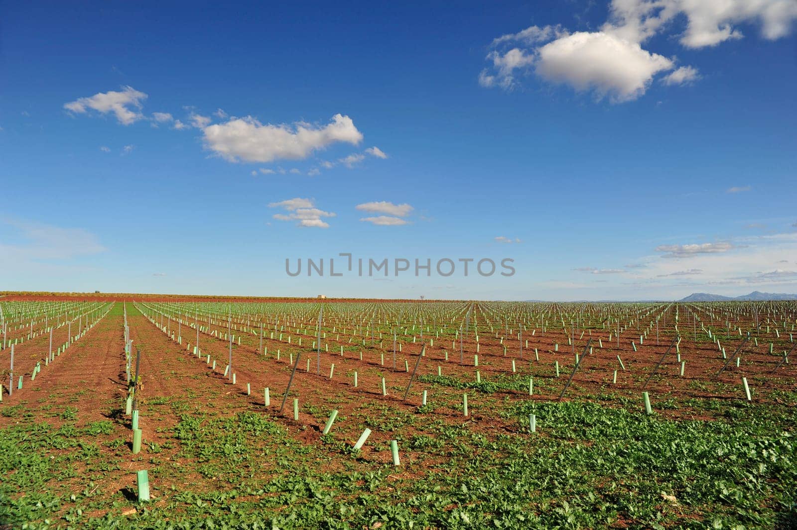 Landscape northern spain viticulture