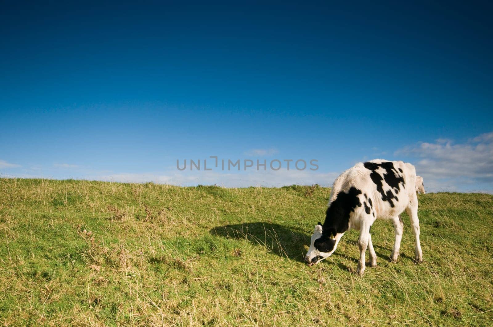 Single black and white spotted cow grazing on the German North Sea dike at Hilgenriedersiel near the city of Norden under blue sky with scattered cumulus clouds