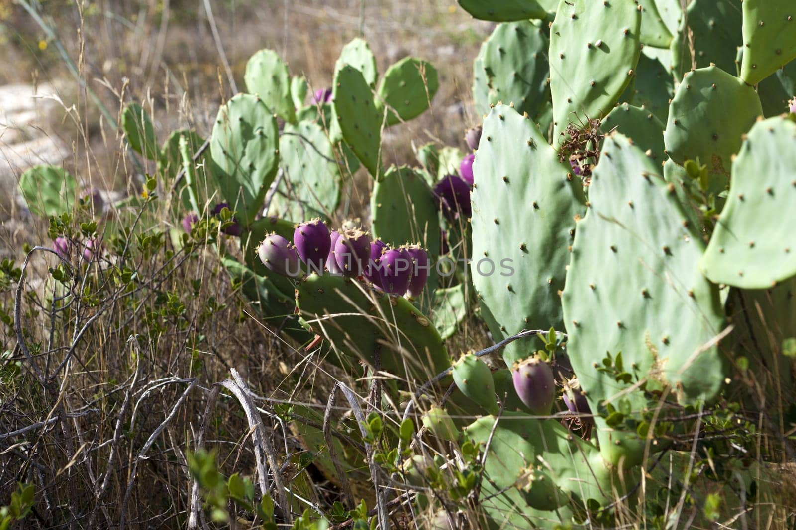 Wild growing prickly pear cacti in the dry hills of Gruissan in the Languedoc-Roussillon region,southern France