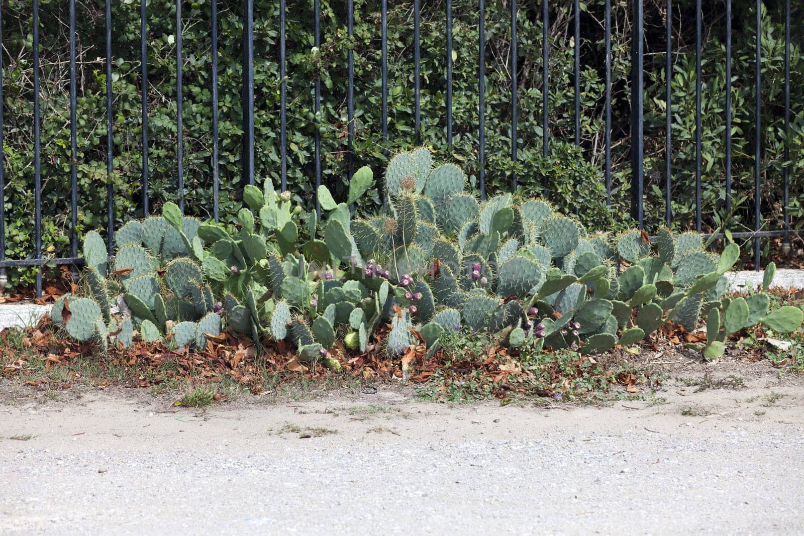 Wild growing prickly pear cactus in a castle courtyard in the south of France