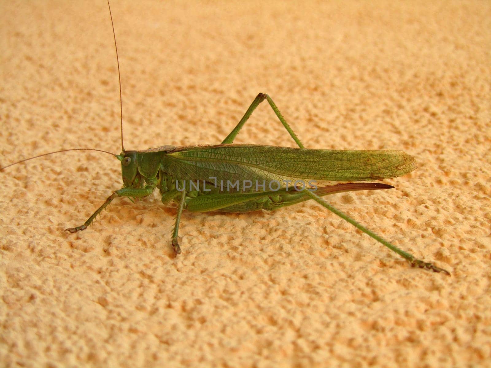 large hayhorse - Tettigonia viridissima