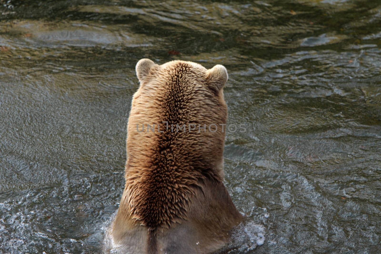 Brown bear