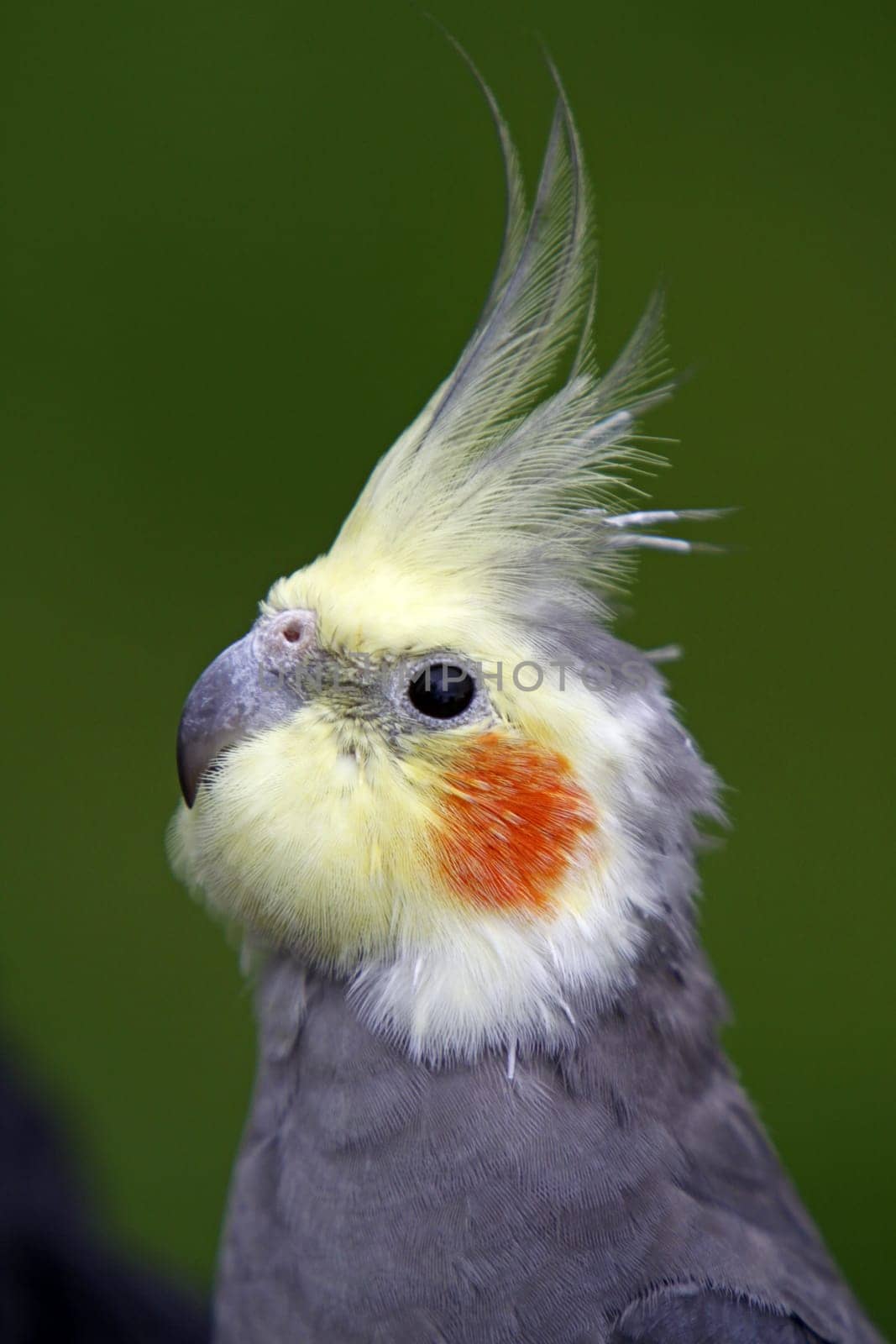 Grey cockatiel