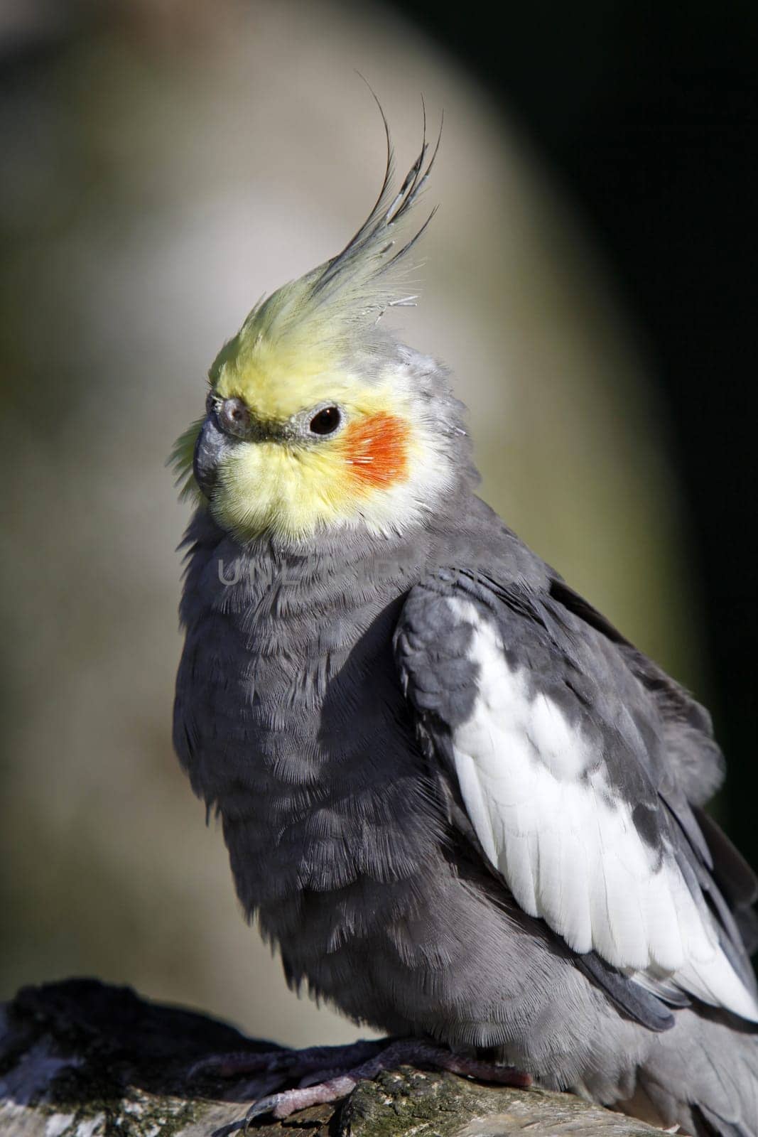 Grey cockatiel