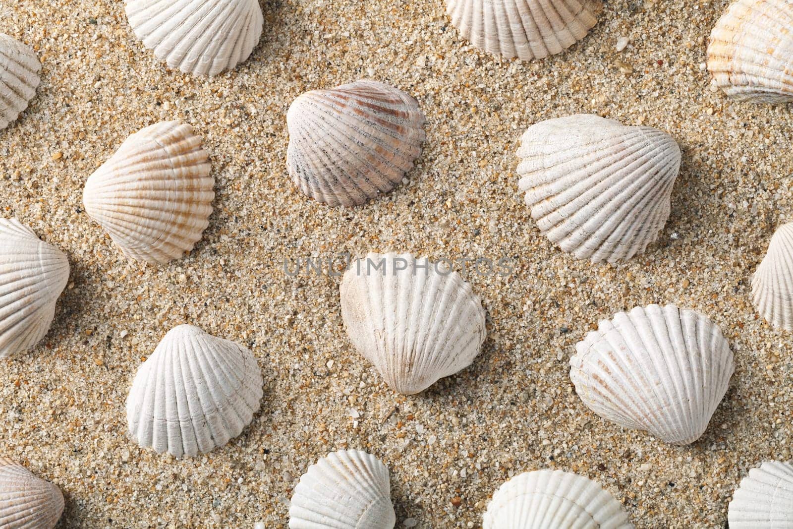 Seashells on the sand, summer beach background