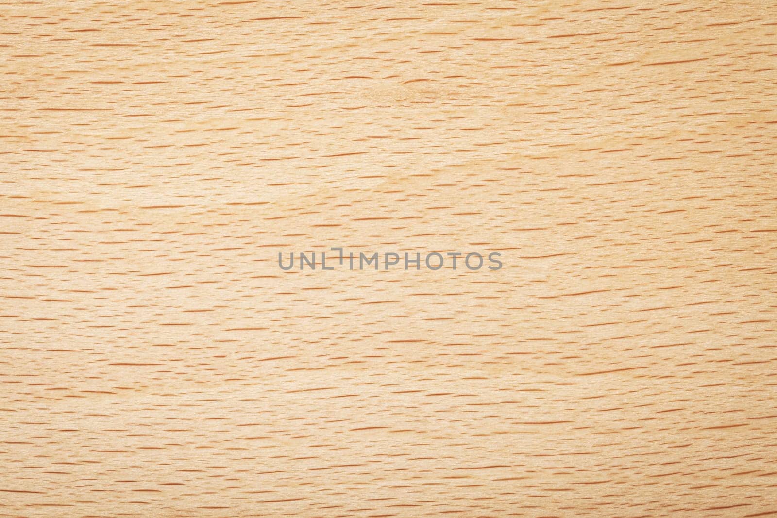 Beech wood texture for background. Natural plank macro shot