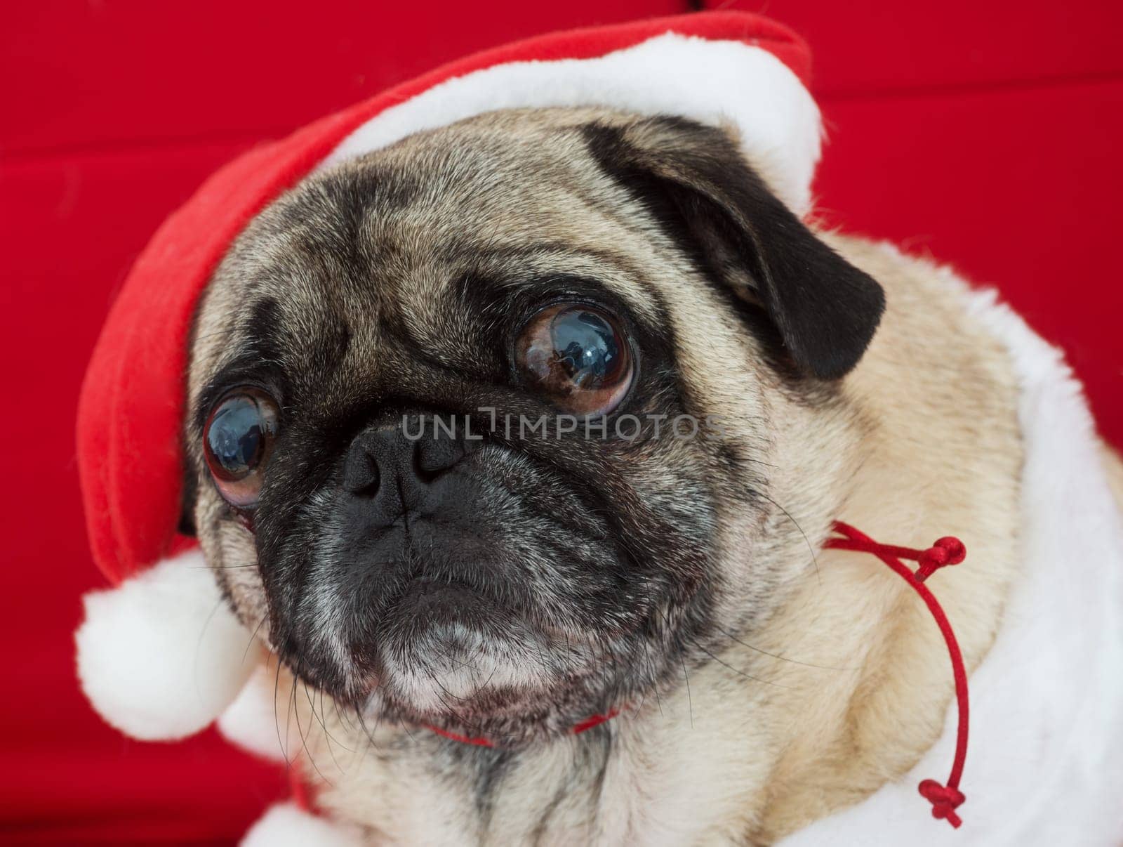 Holiday Pug with Expressive Face
